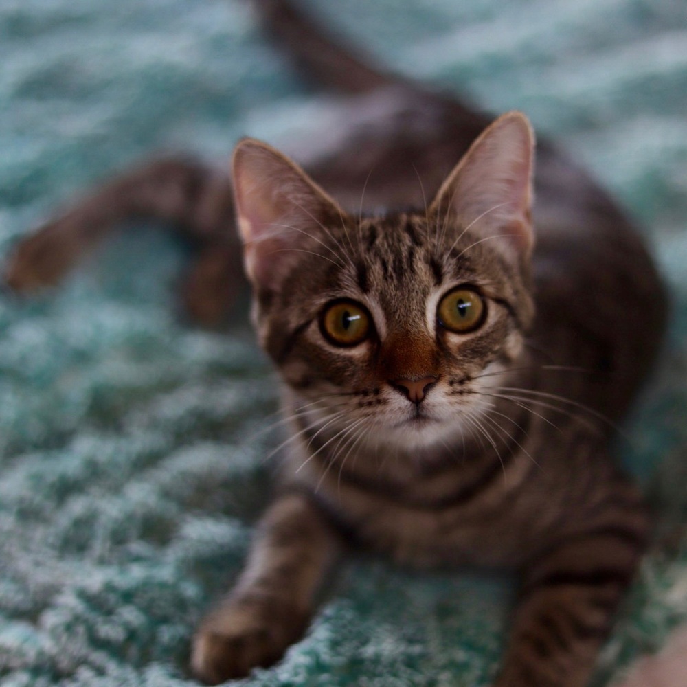 Meet your Posher, Kana